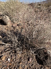 Coleogyne ramosissima