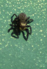 Euophrys