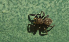 Euophrys