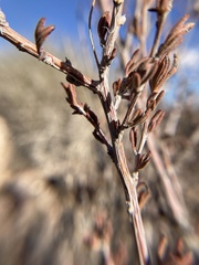 Coleogyne ramosissima