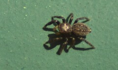 Euophrys
