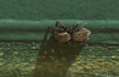 Euophrys
