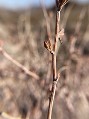 Coleogyne ramosissima