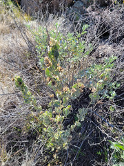 Abutilon abutiloides
