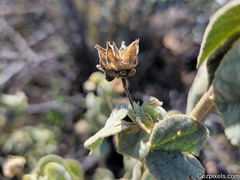 Abutilon abutiloides