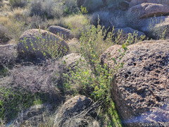 Abutilon abutiloides
