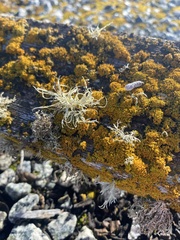 Ramalina leptocarpha