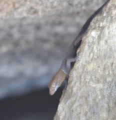 Gonatodes albogularis fuscus