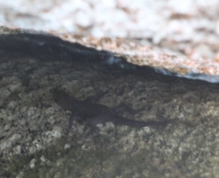 Gonatodes albogularis fuscus