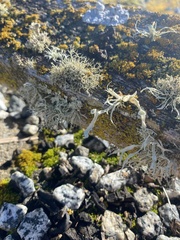 Ramalina leptocarpha