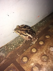 Rhinella diptycha