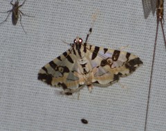 Conchylodes salamisalis