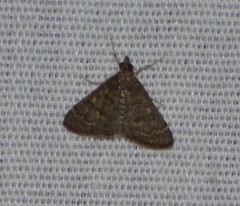 Steniodes declivalis