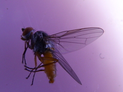 Heteromyza commixta