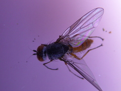 Heteromyza commixta