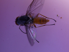 Heteromyza commixta