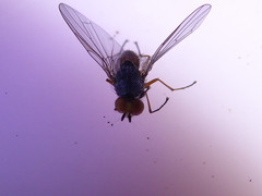Heteromyza commixta