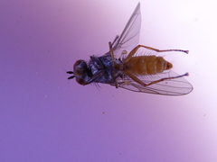 Heteromyza commixta