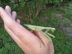 Hierodula transcaucasica