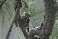 Dendrocoptes auriceps