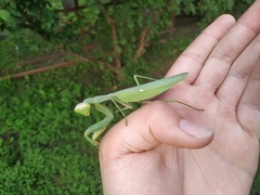 Hierodula transcaucasica