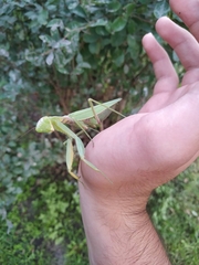 Hierodula transcaucasica