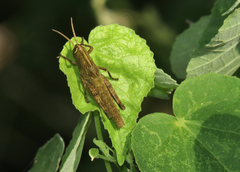 Schistocerca impleta