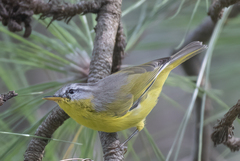 Phylloscopus xanthoschistos