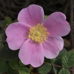 Rosa californica