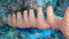 Smenospongia aurea