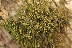 Anomodon viticulosus