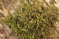 Anomodon viticulosus