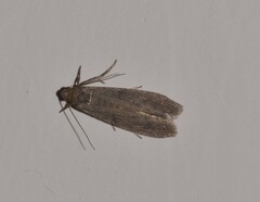 Cadra cautella