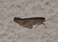 Cadra cautella