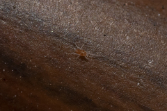 Eupodidae