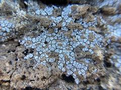 Acarospora strigata