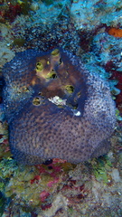 Smenospongia conulosa