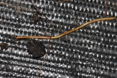 Geophilomorpha