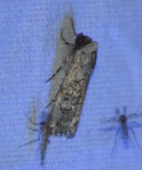 Sympistis sectiloides