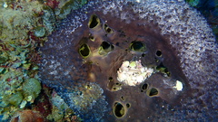 Smenospongia conulosa