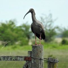 Theristicus caerulescens