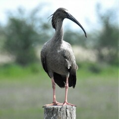 Theristicus caerulescens