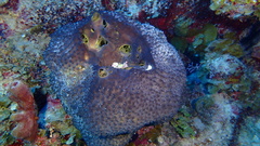 Smenospongia conulosa