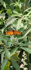 Acraea terpsicore