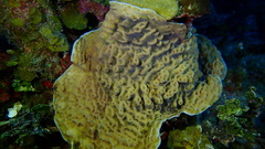 Helioseris cucullata