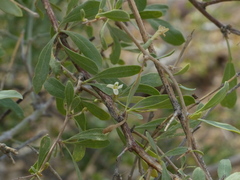 Lycium edgeworthii