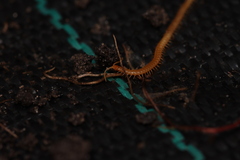 Geophilomorpha