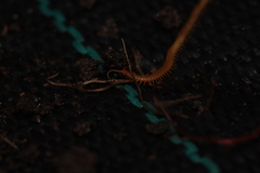 Geophilomorpha