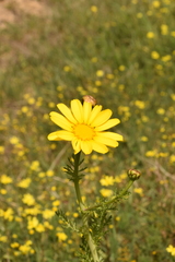 Glebionis coronaria