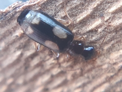 Dromius quadrimaculatus
